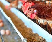 Все о комбикорме для кур: какой выбрать и как приготовить самостоятельно